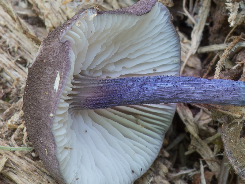 Entoloma tjallingiorum